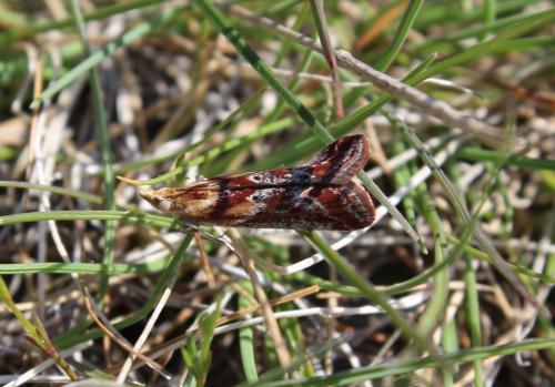 Réf. 280 180 : Ancylosis cinnamomella